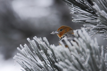 Baltimore oriole (Icterus galbula) in winter weather, the Netherlands