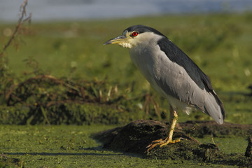Obraz premium Black-crowned night heron (Nycticorax nycticorax) in marsh, Brazos Bend State Park, Texas, USA