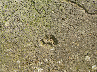 traces of cat paws in concrete