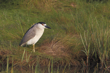 Black-crowned night heron (Nycticorax nycticorax), Edwin B. Forsythe National Wildlife Refuge, New Jersey, USA