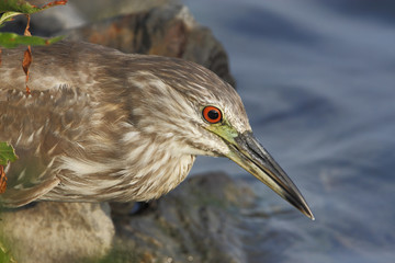 Black-crowned night heron (Nycticorax nycticorax) immature, Edwin B. Forsythe National Wildlife Refuge, New Jersey, USA