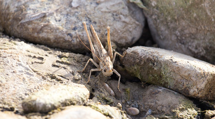 Grasshopper in the rocks. macro