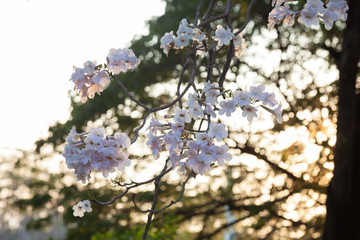 Pink trumpet tree, Naturally beautiful flowers in the garde © kesornphoto