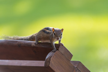 Hörnchen auf einem Stuhl