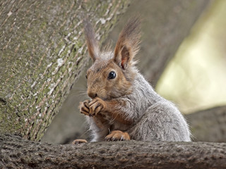 Naklejka na ściany i meble Squirrel sitting on the tree. Eurasian red squirrel (Sciurus vulgaris).