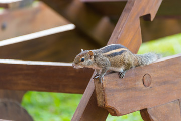 Hörnchen auf einem Stuhl