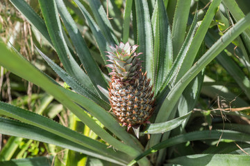 Obraz premium Reifende Ananas in den Tropen