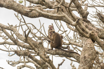 Affen auf einem Baum