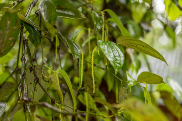 Pfeffer an einer Pfefferpflanze