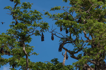 Flughunde an einem Baum
