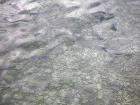 Fish in Ohrid lake. Macedonia 