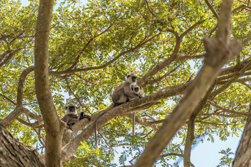 Affen auf einem Baum