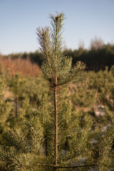 small pine trees