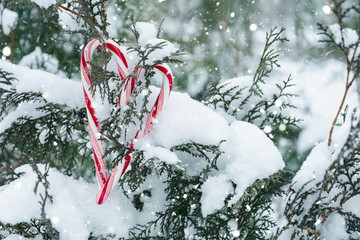 Candy cane heart on fir-tree branch