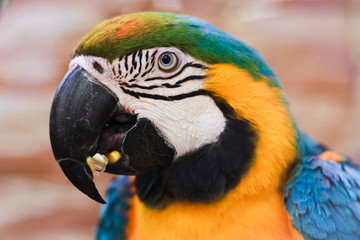 Parrot. Macaw Parrot close up.