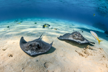 A pair of Southern Stingrays swim along a sandy seabed in a shallow tropical lagoon