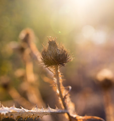 Obraz premium Dry prickly plant at sunset