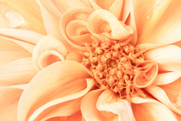 Extreme close up of orange dahlia