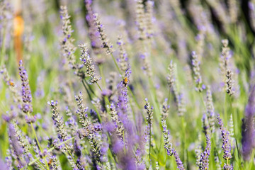 Obraz premium bee on flower