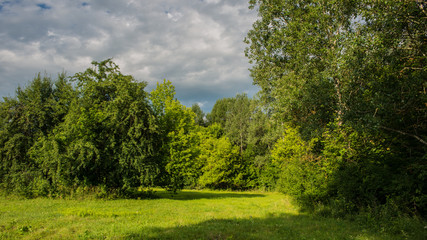 Obraz premium Spring meadow and forest