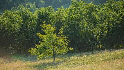 lonely tree in a forest