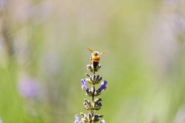 bee on flower