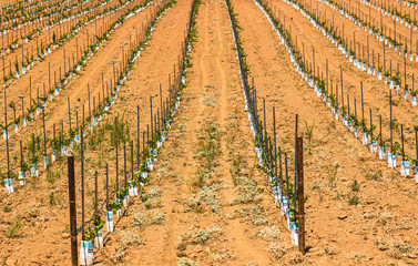 Rows of Grape Seedlings
