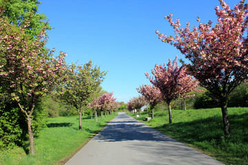 Blühende Kirschbäume auf der Donauinsel bei Wien