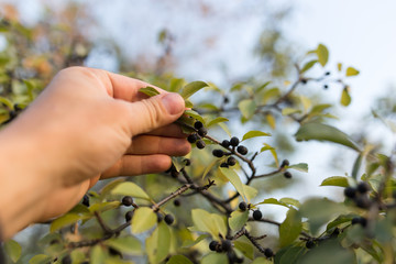 black berries in his hand on a tree