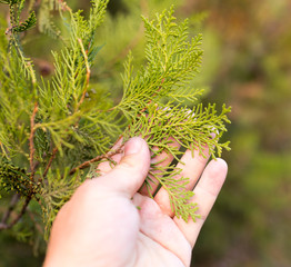 Thuja in hand on nature