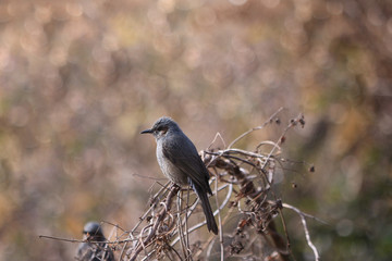 Obraz premium ヒヨドリ