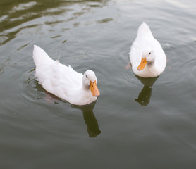 ducks in a pond in nature