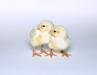 Nestlings little yellow chicks