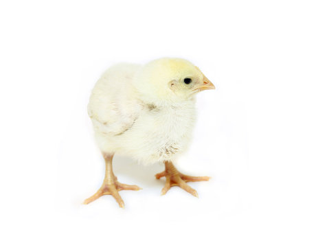 Nestlings little yellow chick