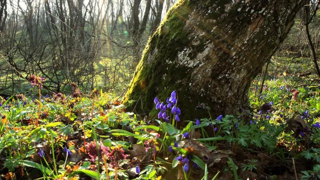 scilla. timelapse in spring forest. HD shot with motorized slider.
