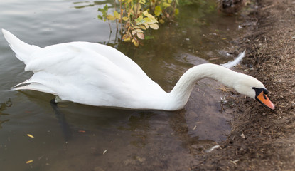Swan in a pond in nature