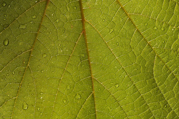 Fototapeta na wymiar Leaf vine covered with dew drops