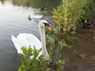 Obraz premium Swan in a pond in nature