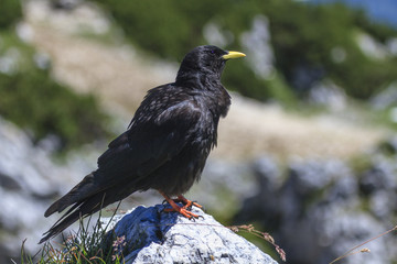 Alpendohle