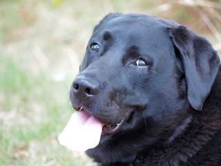 Tête de chien Labrador noir