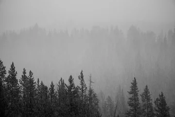 Store enrouleur tamisant sans perçage Forêt dans le brouillard Forrest trees,