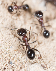 ant in nature. macro