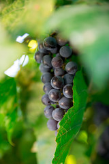 Bunche of blue grapes on vine at sunset time