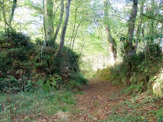 Chemin dans la forêt