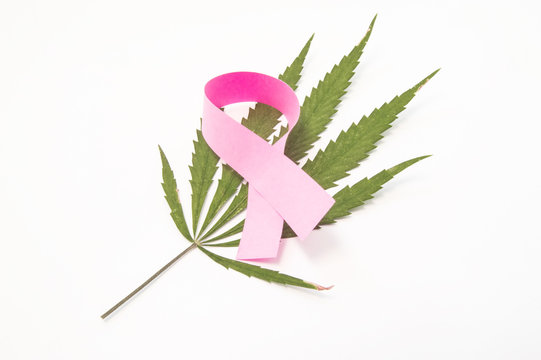 Pink Ribbon As Symbol For Breast, Lies On Top Of Green Leaf Of Medical Marijuana. Use Of Cannabis In Treatment Of Breast Cancer And Other Breast Diseases, Effects Of Marijuana While Breastfeeding