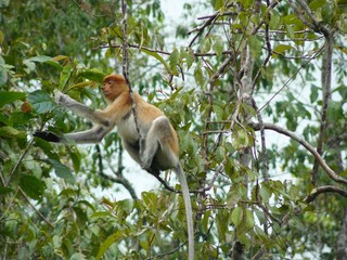 a monkey proboscis of Borneo.