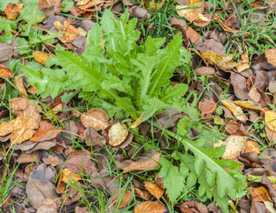 Papaver orientale (Oriental poppy) on garden  in autumn