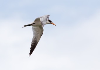 seagull in flight in the sky