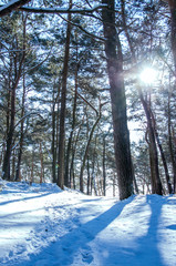 Fototapety na wymiar - Fototapeta24.pl