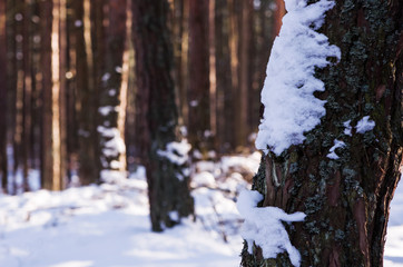 Drzewa w lesie, zima, śnieg. 